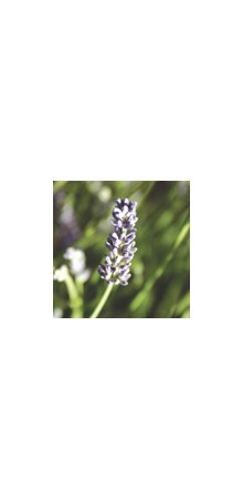 http://www.horsessentials.com/141-thickbox_default/spike-lavender.jpg