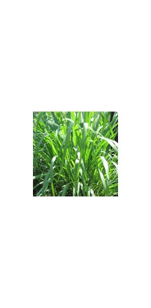 http://www.horsessentials.com/173-thickbox_default/lemongrass.jpg