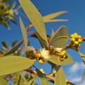 Eucalyptus mentholé