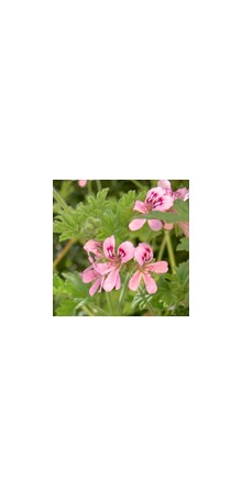 http://www.horsessentials.com/183-thickbox_default/geranium.jpg