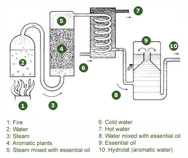 Description of the steam distillation process 