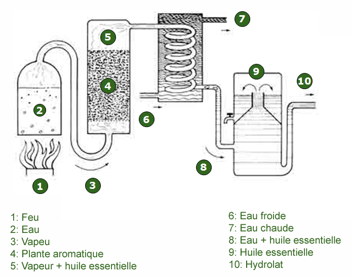 Schéma de la distillation à la vapeur d'eau